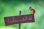 Kingfisher sits on warning sign