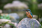 Kingfisher sits on stone