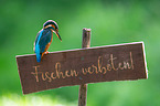 Kingfisher sits on warning sign