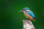 Kingfisher sits on branch