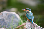 Kingfisher sits on stone