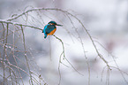 Kingfisher sits on branch