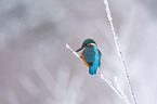 Kingfisher sitting on stalk