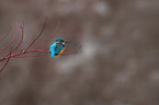 Kingfisher sits on branch