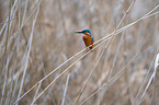 Kingfisher sits in the reeds