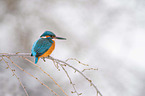 Kingfisher sits on branch