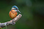 Kingfisher sits on branch