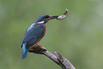 Kingfisher