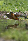 Kingfisher