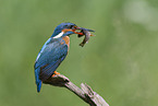 Kingfisher
