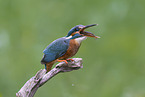 kingfisher
