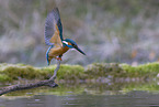 kingfisher