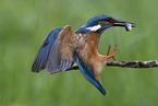 kingfisher