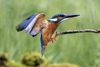 kingfisher