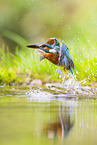 kingfisher