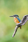 kingfisher