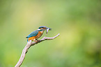 kingfisher