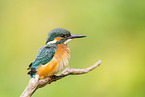 kingfisher