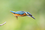 kingfisher