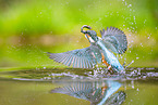 kingfisher