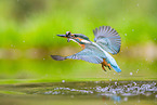 kingfisher