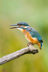 kingfisher