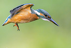 kingfisher