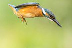 kingfisher
