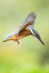 kingfisher