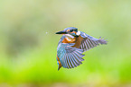 kingfisher