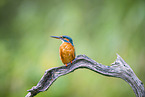 kingfisher