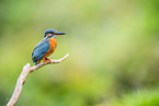kingfisher