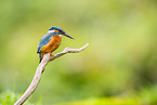 kingfisher
