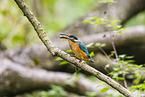 kingfisher