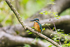 kingfisher