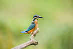 kingfisher