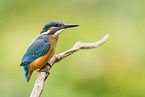 kingfisher