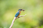 kingfisher