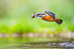 kingfisher