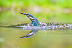 kingfisher
