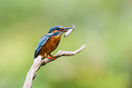 kingfisher