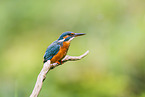 kingfisher
