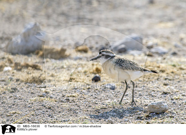 Hirtenregenpfeifer / Kittlitz's plover / MBS-16636