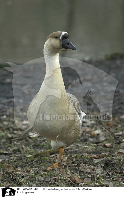 Hckergans / knob goose / AW-01040