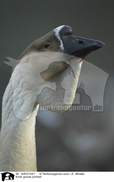Hckergans Portrait / knob goose portrait / AW-01041