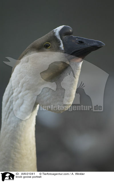 knob goose portrait / AW-01041