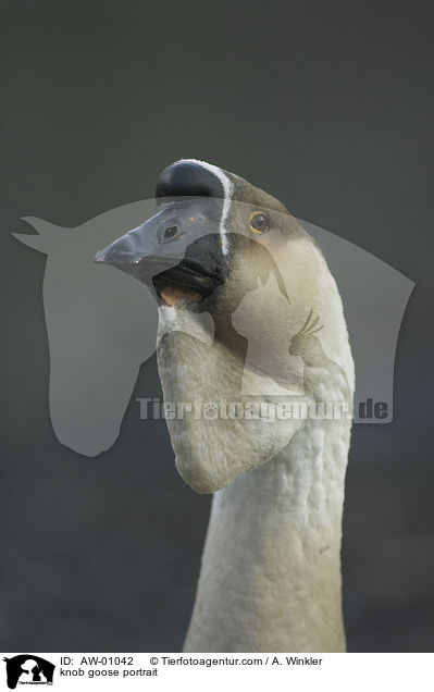 Hckergans Portrait / knob goose portrait / AW-01042