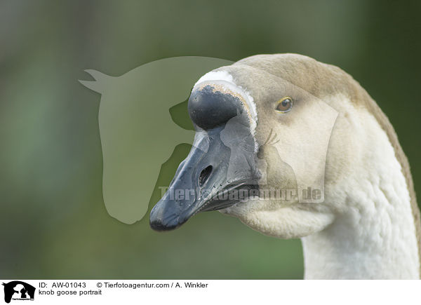 Hckergans Portrait / knob goose portrait / AW-01043