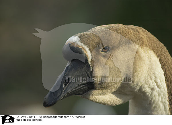 Hckergans Portrait / knob goose portrait / AW-01044