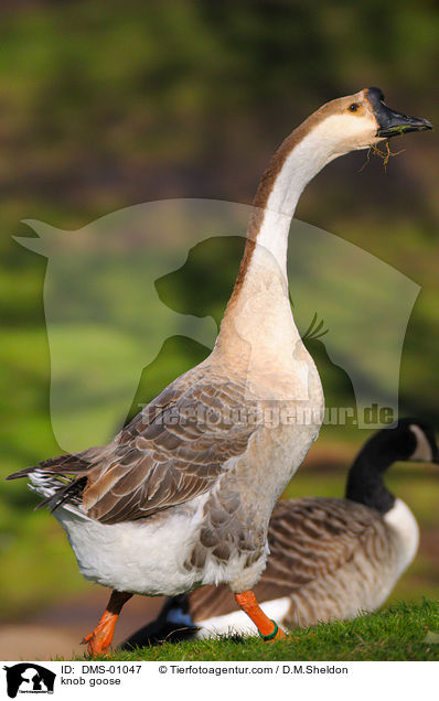 Hckergans / knob goose / DMS-01047